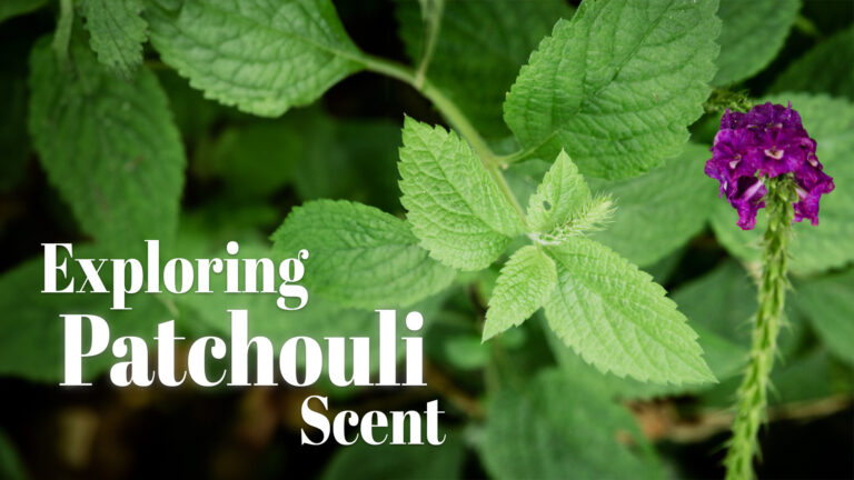 Exploring Patchouli Scent: A Deep Dive into its Fragrant World